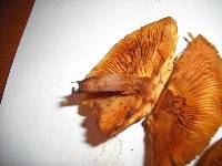 Gymnopilus oregonensis image