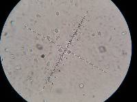 Callistosporium luteo-olivaceum image