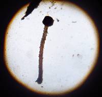 Nectria pseudotrichia image