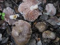 Entoloma clypeatum image