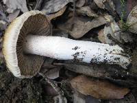 Cortinarius elatior image