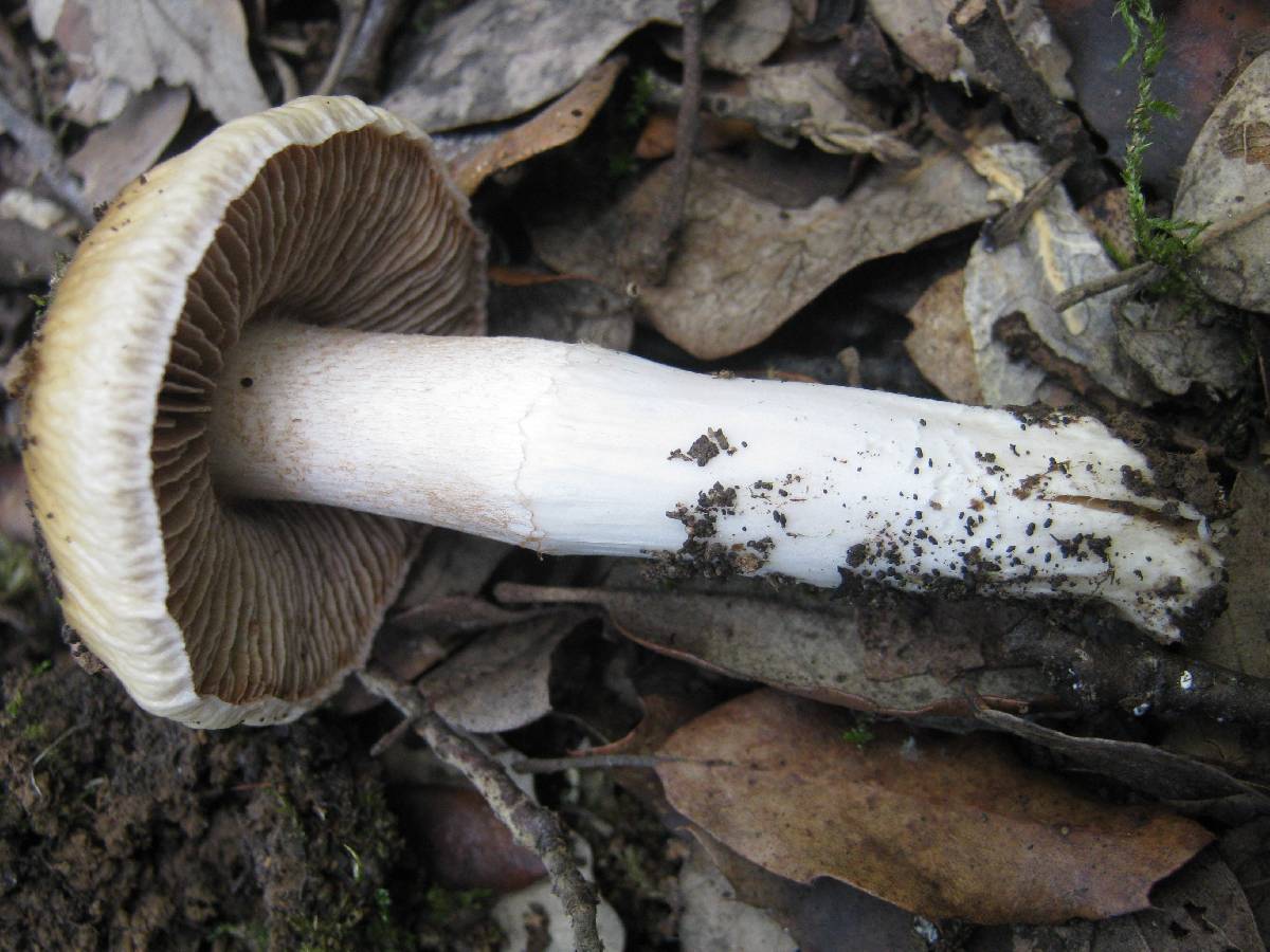 Cortinarius elatior image