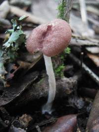 Entoloma roseum image