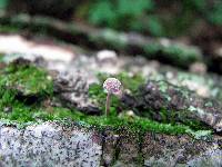 Mycena corticola image