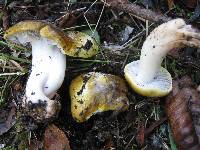 Tricholoma sejunctum image