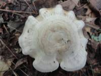 Rhodocybe popinalis image