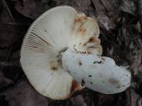 Russula crustosa image