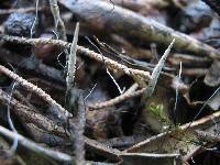 Xylaria filiformis image