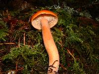 Lactarius luculentus image