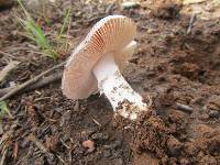 Amanita roseolamellata image