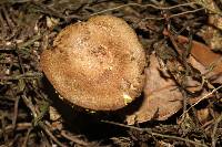 Phylloporus rimosus image