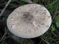 Macrolepiota mastoidea image