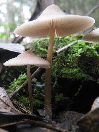Mycena galericulata image