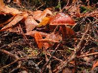 Cortinarius californicus image