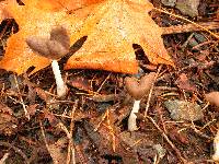 Helvella compressa image