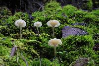 Hygrocybe borealis image