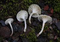 Hygrocybe borealis image