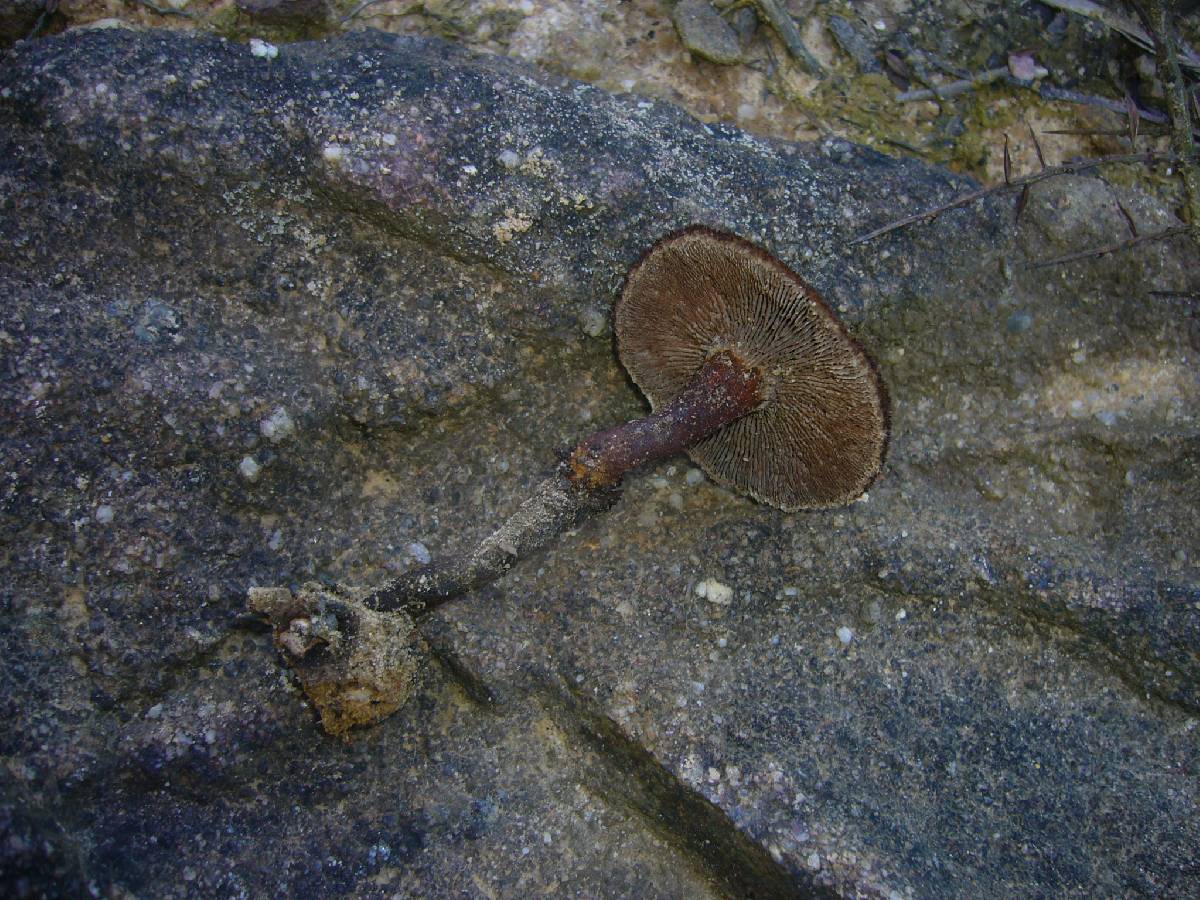 Neolentinus dactyloides image