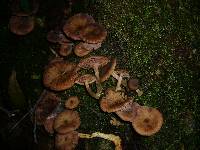 Armillaria novae-zelandiae image