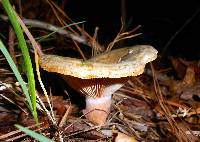 Lactarius pseudodeliciosus image