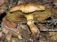 Suillus caerulescens image