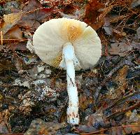 Amanita brunnescens image