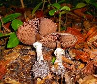 Agaricus placomyces image