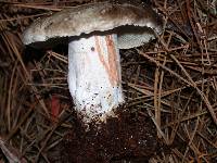 Russula nigricans image