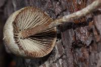 Hypholoma marginatum image