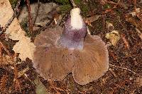 Cortinarius vanduzerensis image