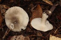 Tricholoma saponaceum image