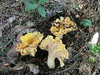 Cantharellus cascadensis image