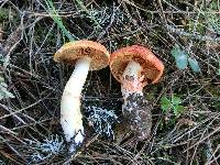 Cortinarius rubicundulus image