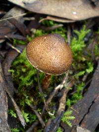 Lepiota exocarpi image