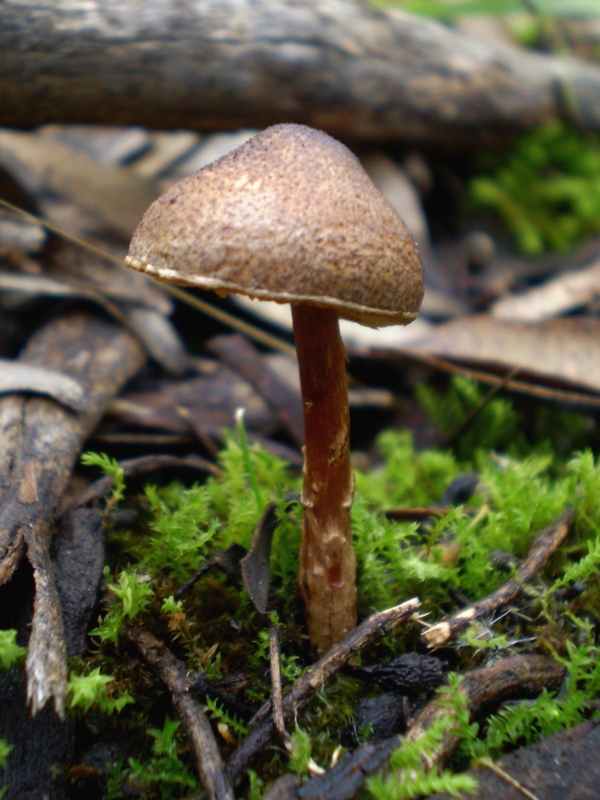 Lepiota exocarpi image