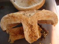 Russula compacta image