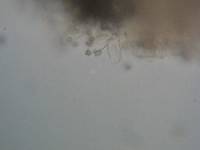 Inocybe stellatospora image