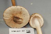 Amanita whetstoneae image