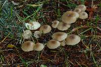 Clitocybe foetens image