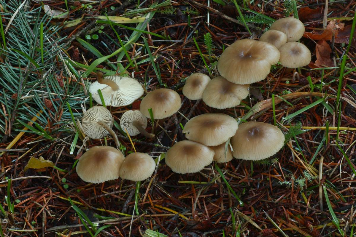 Clitocybe foetens image