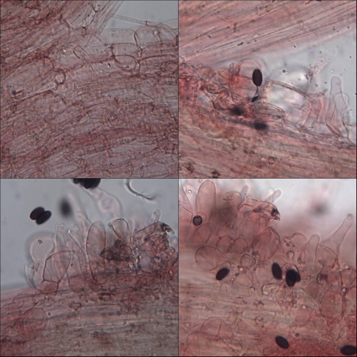 Psathyrella vinosofulva image