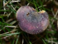 Russula versicolor image