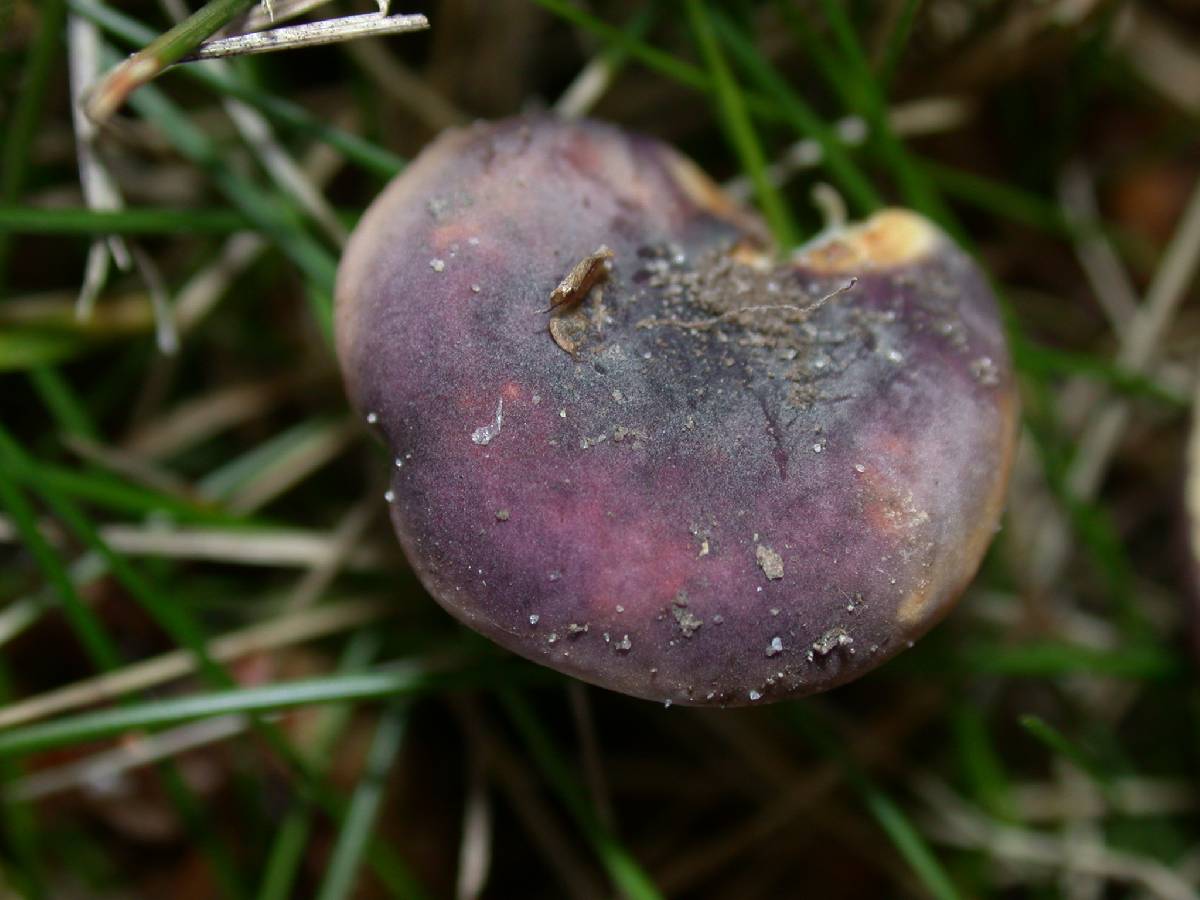 Russula versicolor image