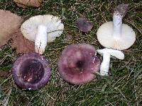 Russula versicolor image