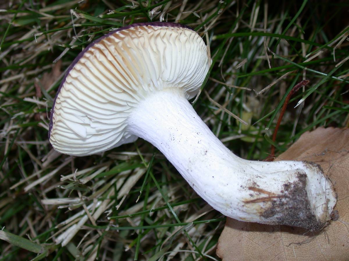 Russula versicolor image