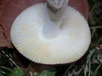 Russula versicolor image