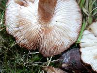 Tricholoma muricatum image