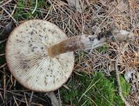 Tricholoma imbricatum image