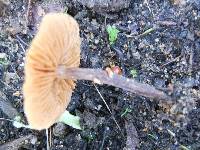 Conocybe rugosa image