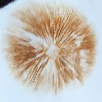 Conocybe rugosa image